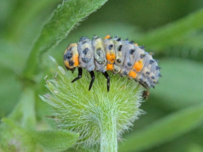 Coccinella septempunctata Seven-spotted Lady Bug larva