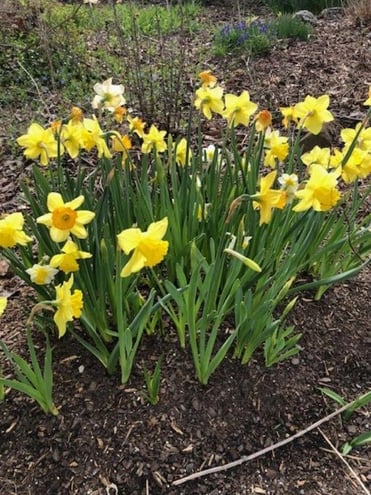 Daffodils in Woodland Garden