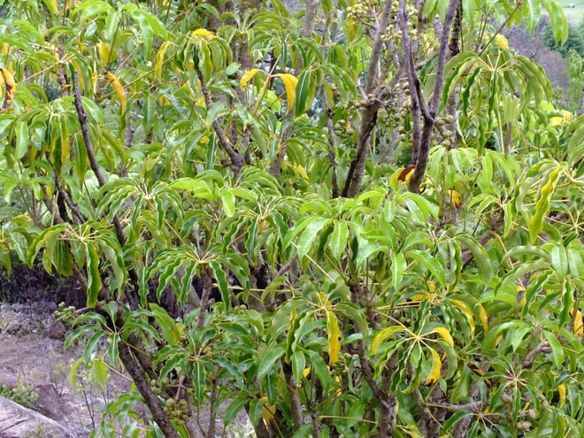 Mallet Flower Tree (Schefflera pueckleri