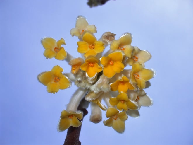 Edgeworthia bloom