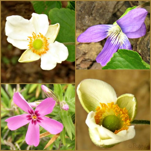 Fall colors of Anemone, Wild Violet and Creeping Phlox ..in December 2015