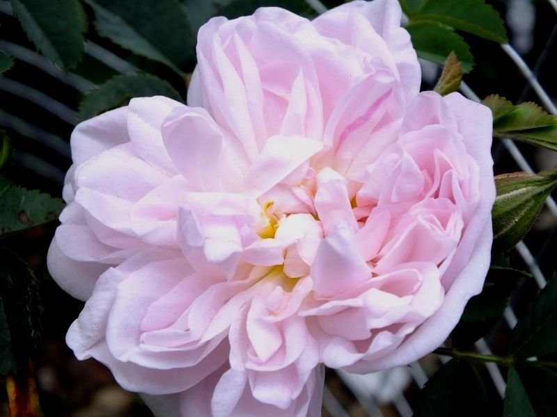 Stanwell, perpetual rose 1834 photo by RosinaBloom on Garden Showcase