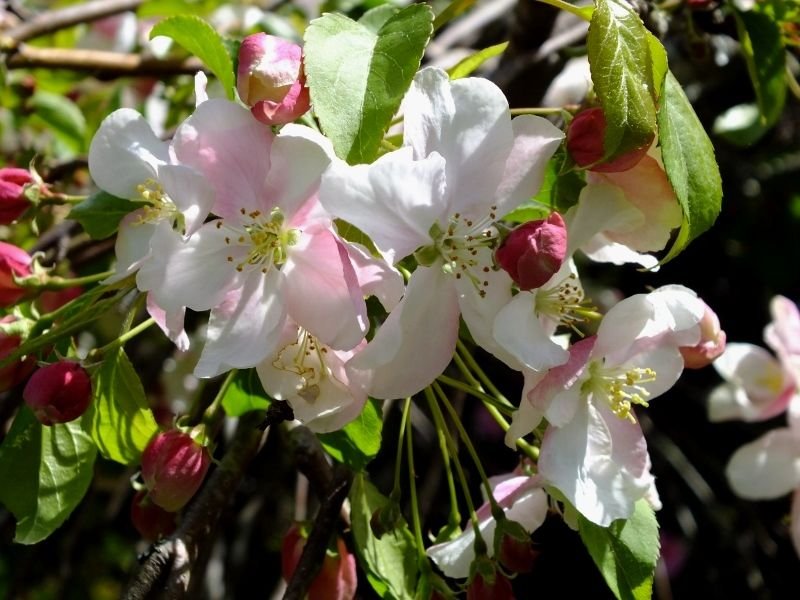 Weeping Crab Apple Tree photo by RosinaBloom on Garden Showcase