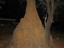 termite hill, about 4 meters (16feet)