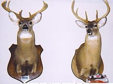 40455our deers