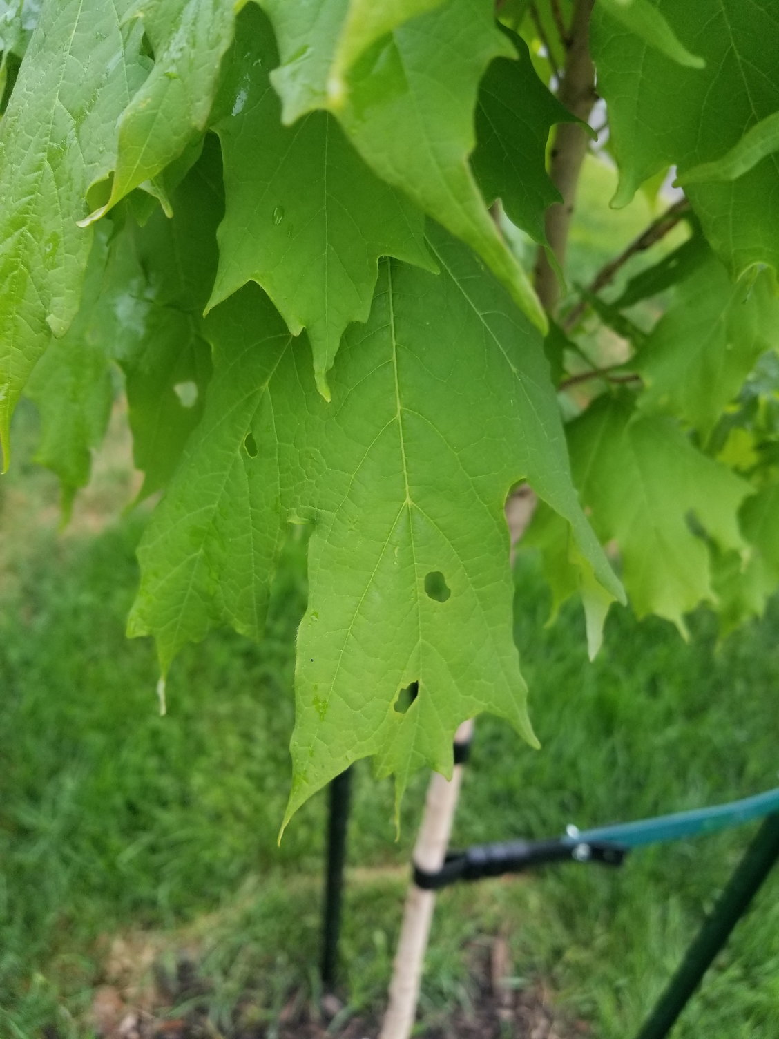 noticed small holes in board in big leaf maple does it mean