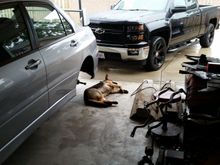 Lazy dog on a rainy day