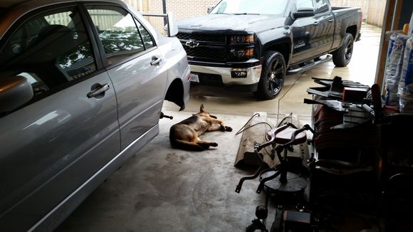 Lazy dog on a rainy day