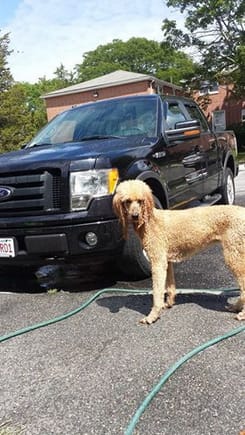 My dog helping wash the truck