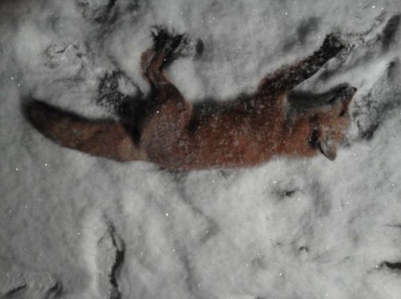 Fox