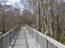 Boardwalk in the swamp. They just opened the first phase.