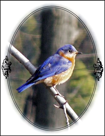 Eastern Bluebird. Usually start to see them here in late Feb.., then thru the spring.