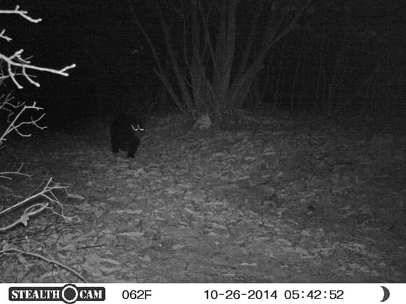 Didn't spy a Coyote in '14. But did spy a Bear!!