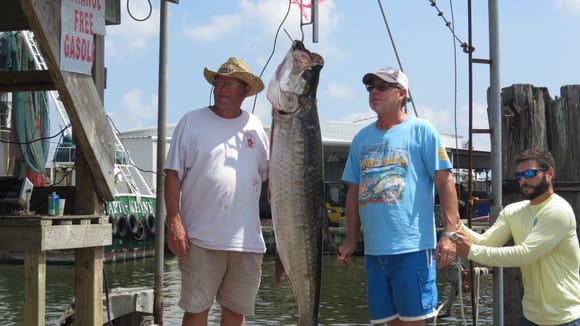 This is the 2nd place tarpon at 84 lbs.