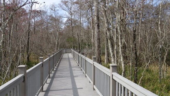 Boardwalk in the swamp. They just opened the first phase.