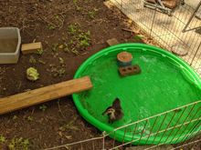 Also, this is our pet duck, Football. Now we can all watch football together.