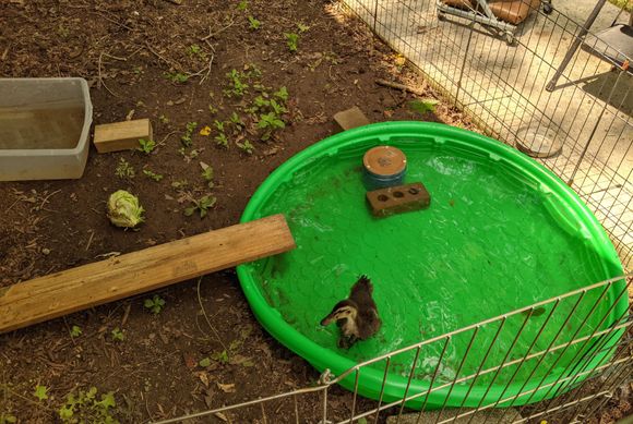 Also, this is our pet duck, Football. Now we can all watch football together.