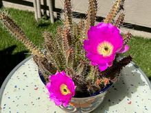 Woke up this morning to find my echinocereus pentalophus (ladyfinger cactus) in bloom!