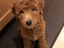 So much like Poppy at that age!