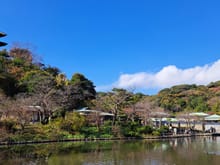 Sankeien garden close to Negish JR Station ( bus, walk 45 min or Y1500 taxi -beautiful)