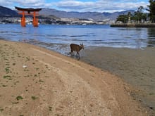 Miyajima island and deer 