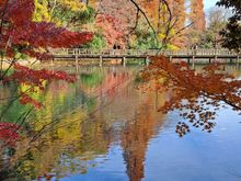 Inokashira public park lake 5th dec