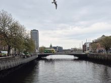 Liffey with a flying seagull