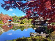 Japnese garden with beautiful red maple leaves