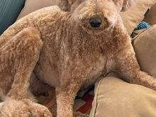 Poppy home from the spa. 