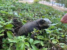 Tons of iguanas roaming the property