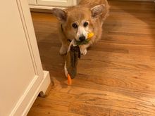 Helen LOVES squeakers
