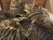 The best place to sleep is on top of your siblings.