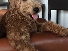 World’s cutest puppy? ;). A friend I sent this to said it’s as though she has just told a joke and is waiting for your reaction! 