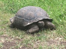I’m having a slow morning 



but iguana share a few more Galapagos pix