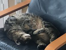 Happy lazy Caturday!