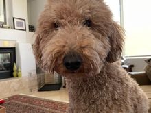 Poppy is looking forward to her visit to the spa this week!