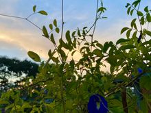 The blue pea / butterfly pea flower close up