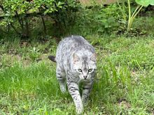 Imagine this coming toward you early in the morning.  Why yes Anpu you can have whatever you want and go wherever you want, because obviously I can’t stop you.