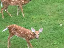 Not pets but these cuties are visiting our yard every evening. We live on a lake and mama stays in the trees. 