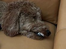 Poppy fell asleep while I was riding the Peloton. Apparently, dreamland was not a pleasant place today. 