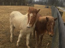 Baby Icelandic horses I saw at my friend Maggie’s horse farm yesterday. Very friendly. About 6 months old. 