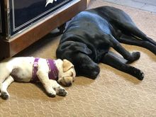 Angus is now the Big Dog in the house but he’s still a puppy
New yellow lab puppy not named yet
We live Both our Grandpuppies 
