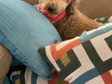 Poppy deep in the pillow fort!