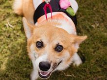 Dylan the corgi dressed as Ebi Nigiri for Halloween