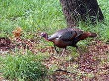 Local wild turkey, not the kind that you may drink here ;)