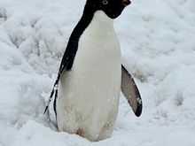 Adele penguin