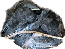 Baby bluebirds are opening their eyes.