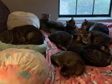 All but one in a pile this morning. 
