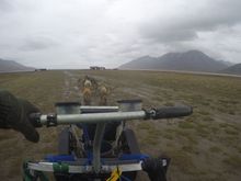 Dog-karting