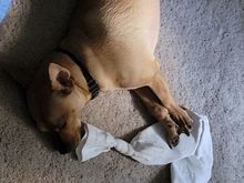 Knocked out, inside the sock is a former water bottle she uses as a toy.